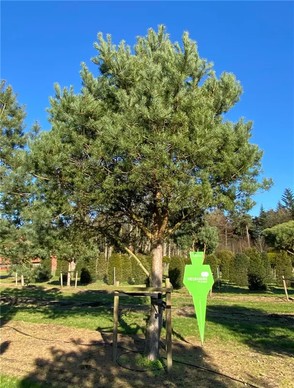 Pinus sylvestris