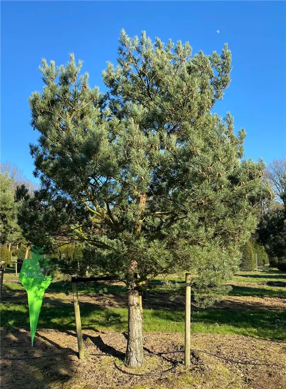 Pinus sylvestris