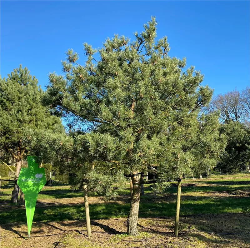 Pinus sylvestris