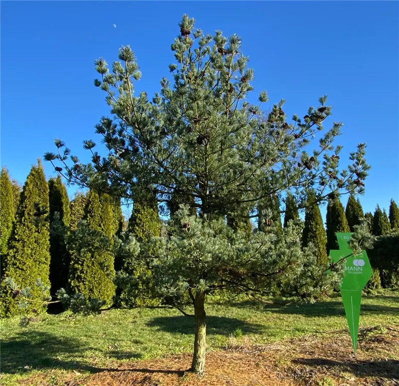 Pinus parviflora 'Glauca'