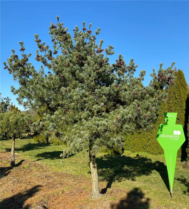 Pinus parviflora 'Glauca'