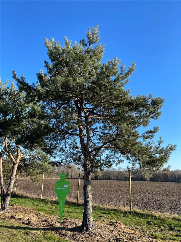 Pinus sylvestris