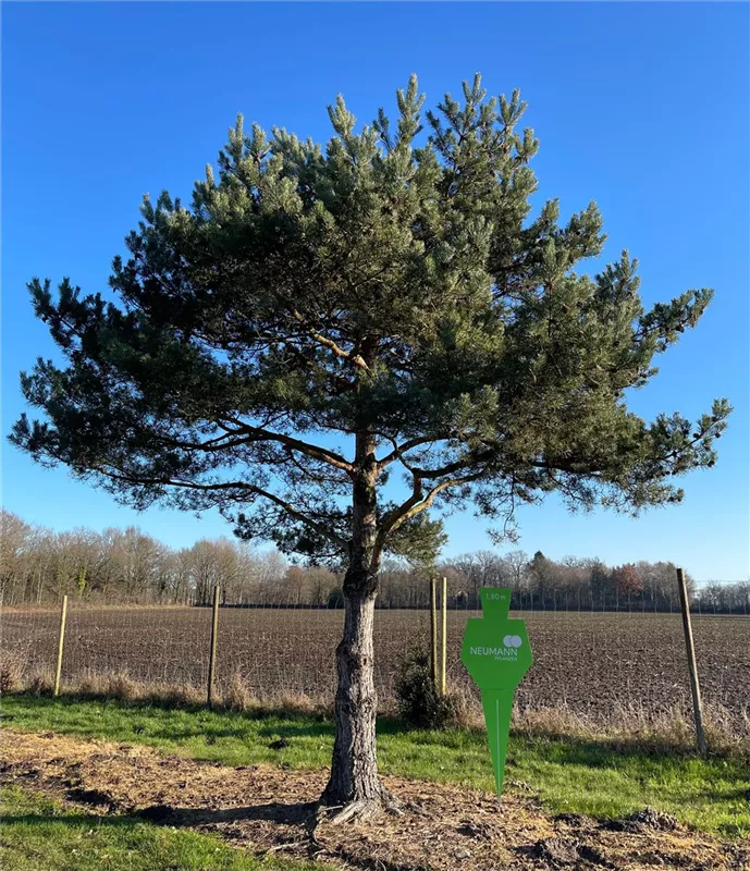 Pinus sylvestris
