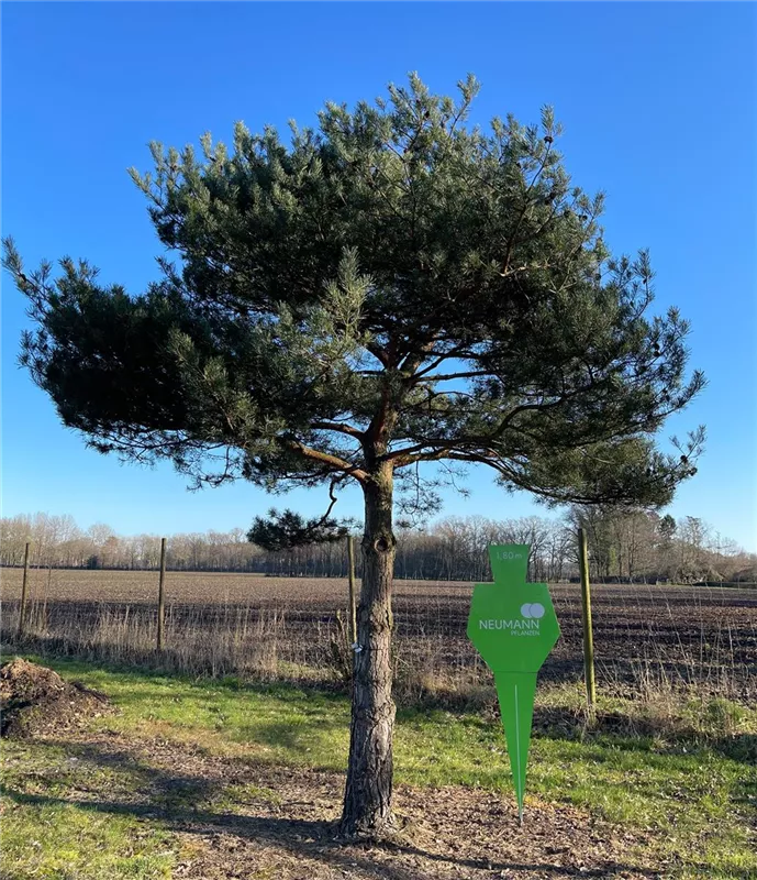 Pinus sylvestris