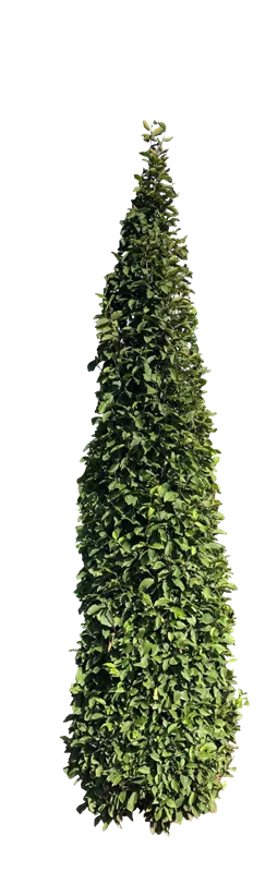 Carpinus betulus 'Fastigiata'