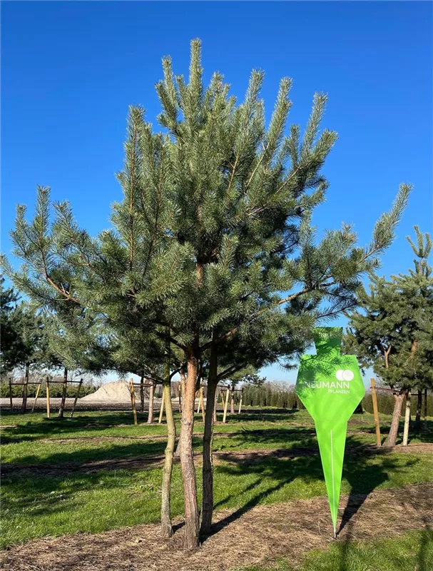 Pinus sylvestris