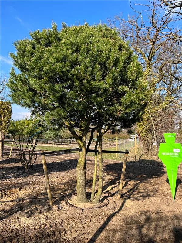 Pinus contorta