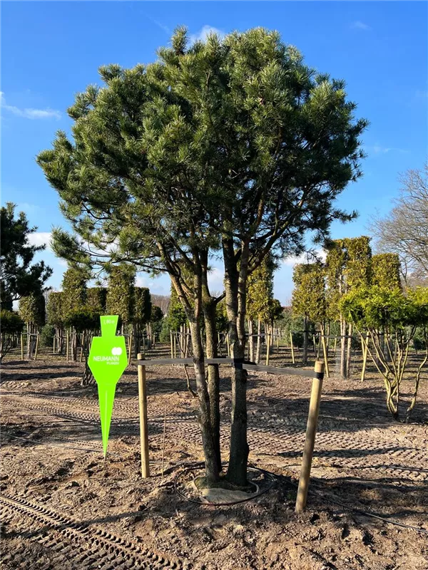 Pinus contorta