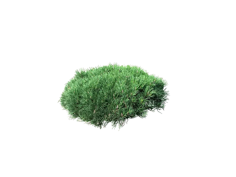 Pinus mugo pumilio
