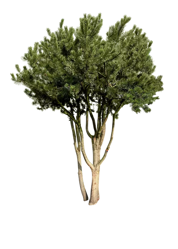 Pinus contorta