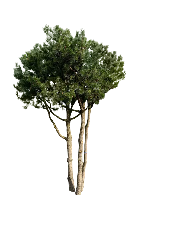 Pinus contorta