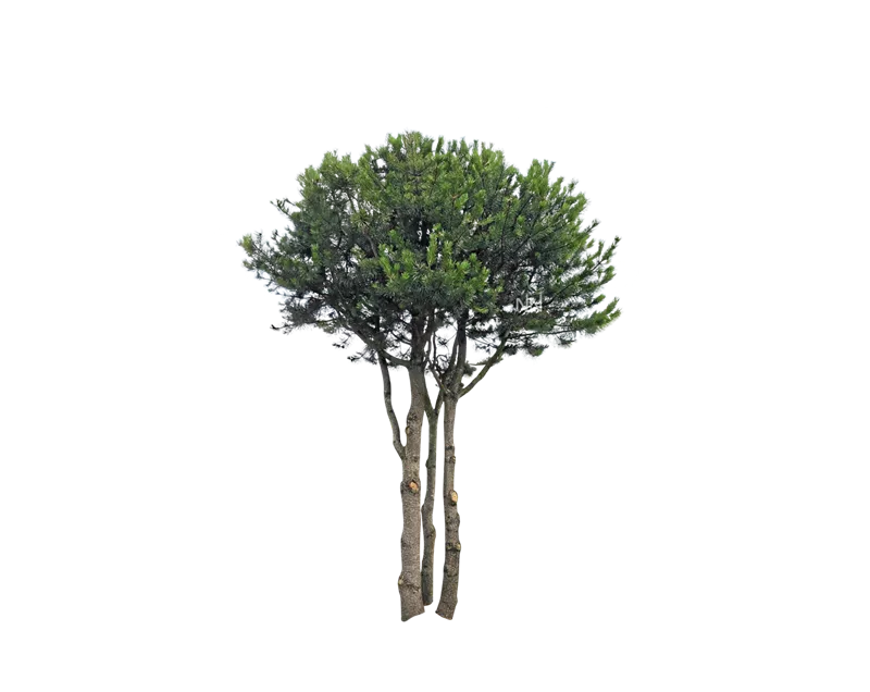 Pinus contorta