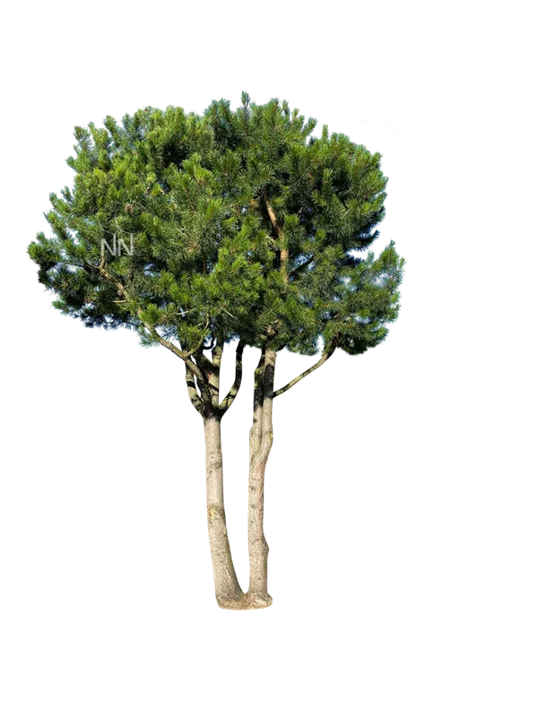 Pinus contorta