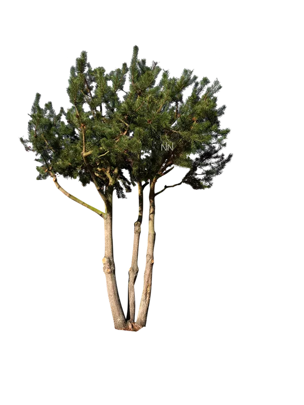 Pinus contorta