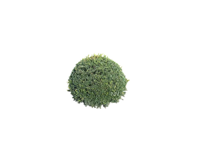 Taxus baccata