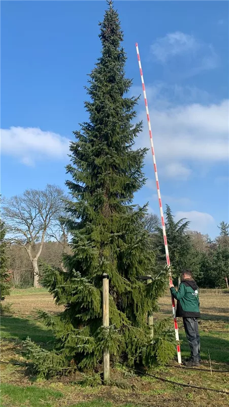 Picea omorika