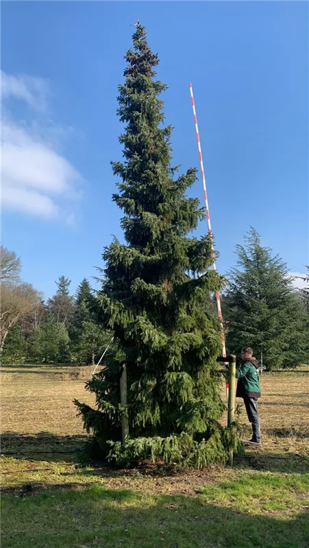 Picea omorika