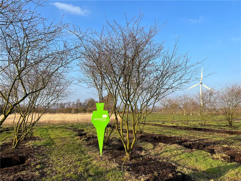 Amelanchier lamarckii