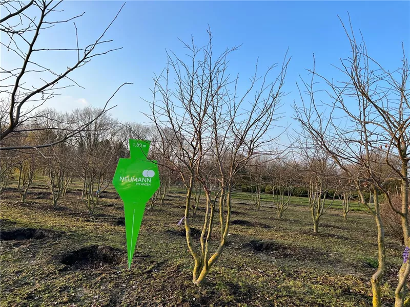Parrotia persica