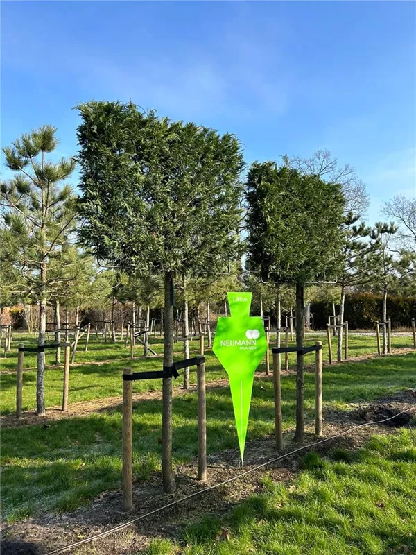 Cupressocyparis leylandii