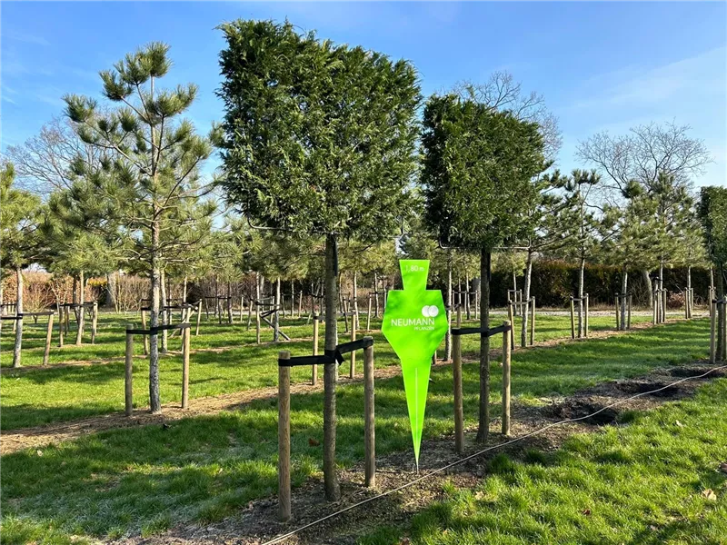 Cupressocyparis leylandii