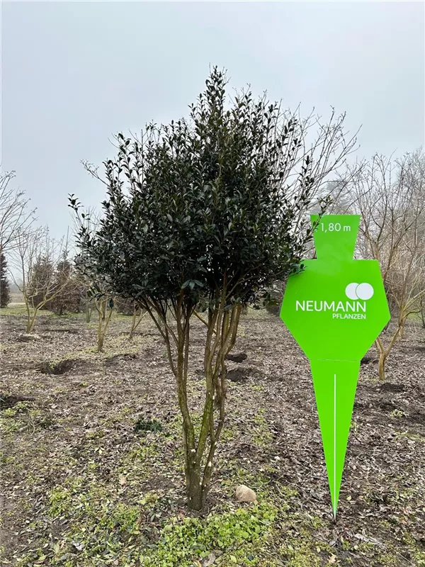 Osmanthus heterophyllus