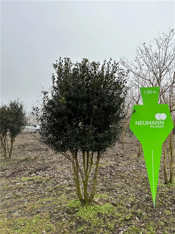 Osmanthus heterophyllus