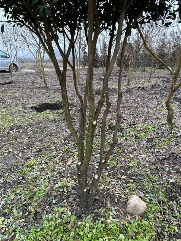 Osmanthus heterophyllus