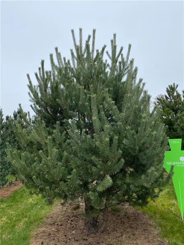 Pinus sylvestris