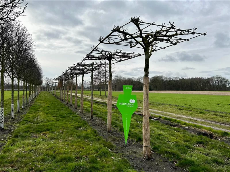 Platanus hispanica