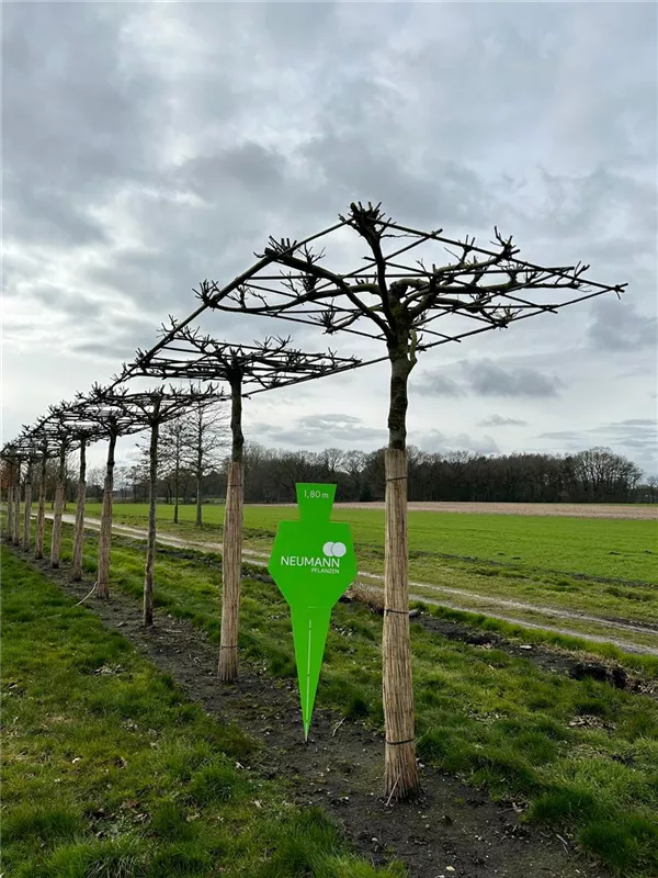 Platanus hispanica