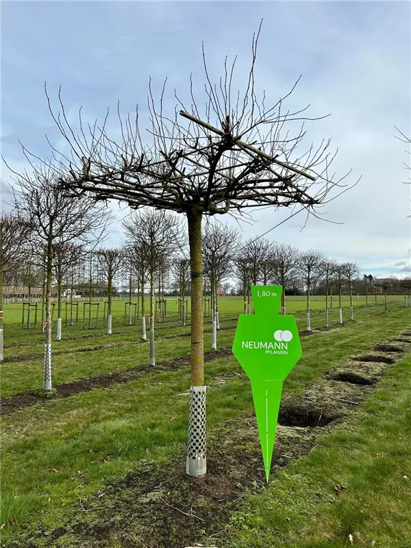 Morus alba 'Fruitless'