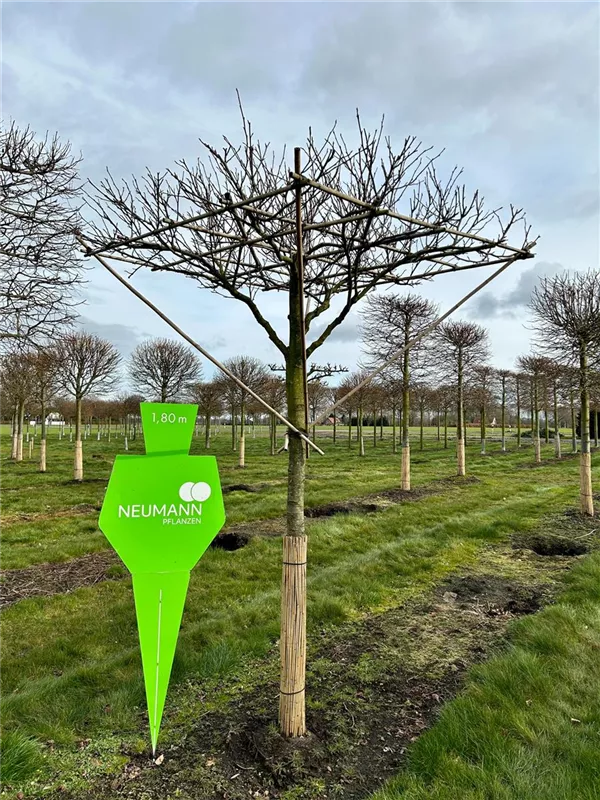 Liquidambar styraciflua 'Worplesdon'
