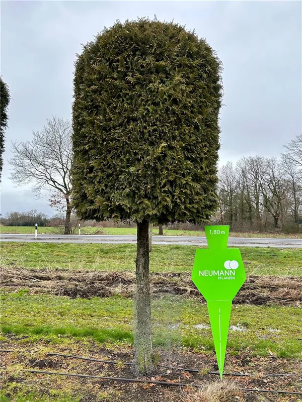 Thuja occidentalis 'Brabant'