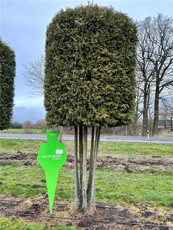 Thuja occidentalis 'Brabant'