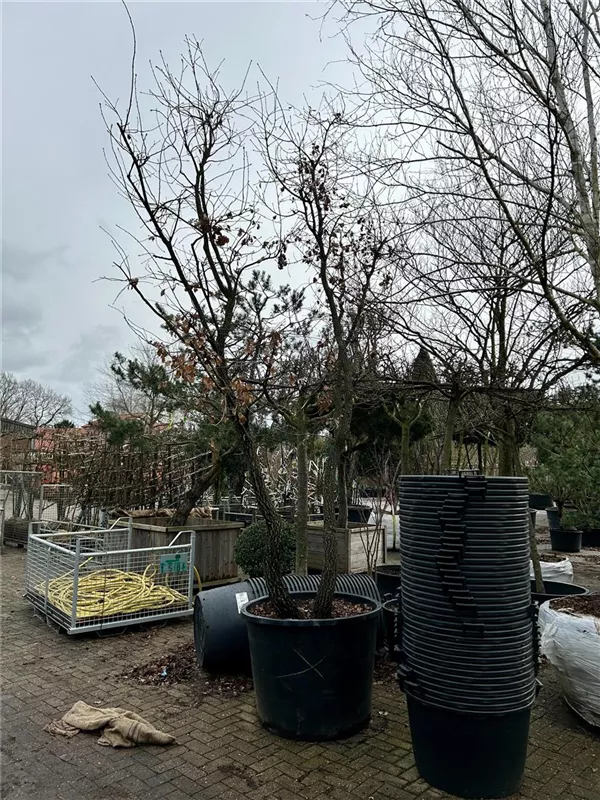 Quercus pubescens