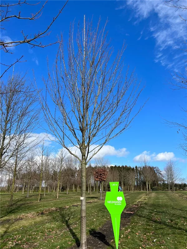 Acer rubrum