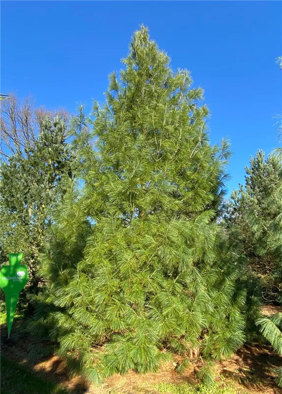 Pinus wallichiana