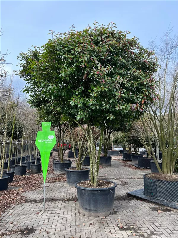 Photinia fraseri 'Red Robin'