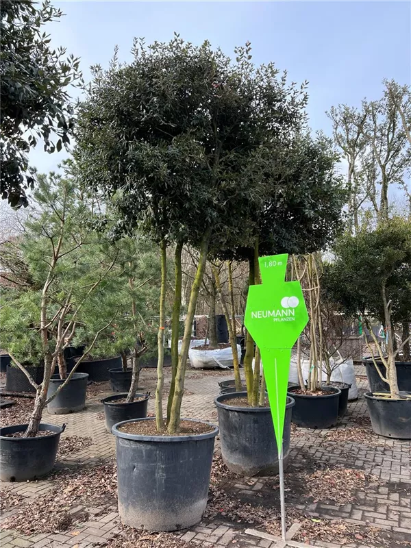 Quercus ilex