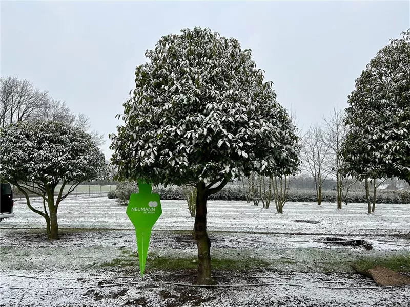 Prunus lusitanica 'Angustifolia'