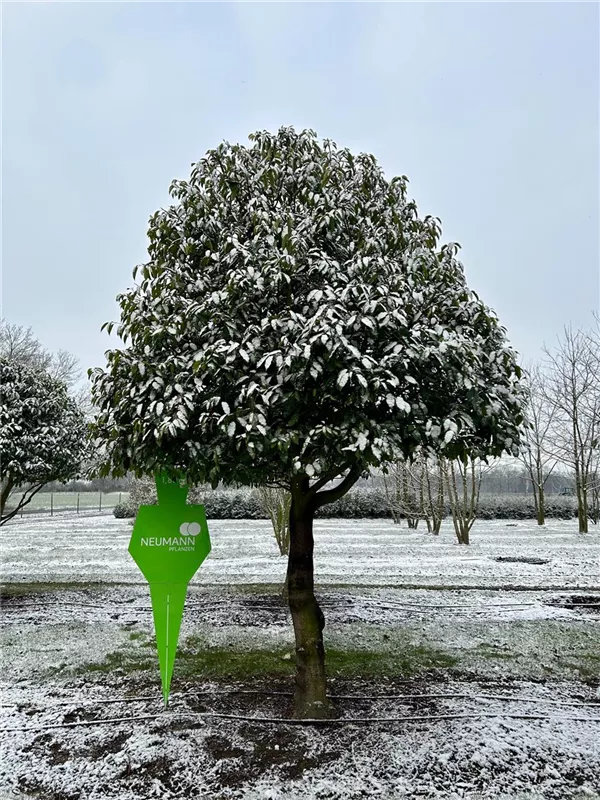 Prunus lusitanica 'Angustifolia'