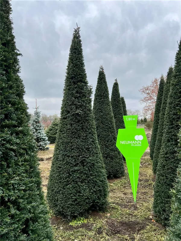 Taxus baccata 'Höpken's Gigant'