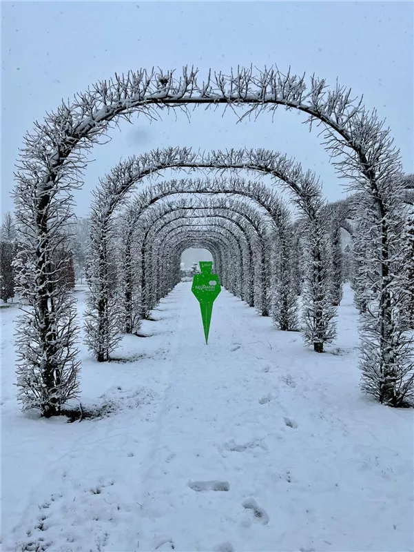 Tilia europaea 'Pallida'