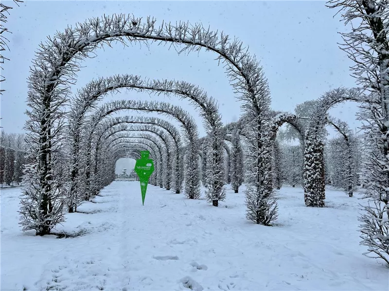 Tilia europaea 'Pallida'