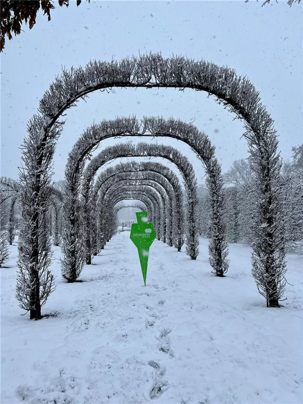 Larix kaempferi 'Jakobsen's Pyramid'