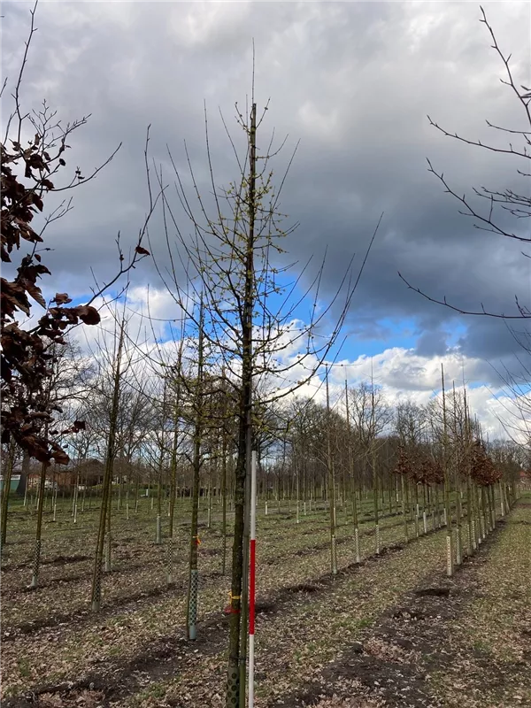 Cornus mas