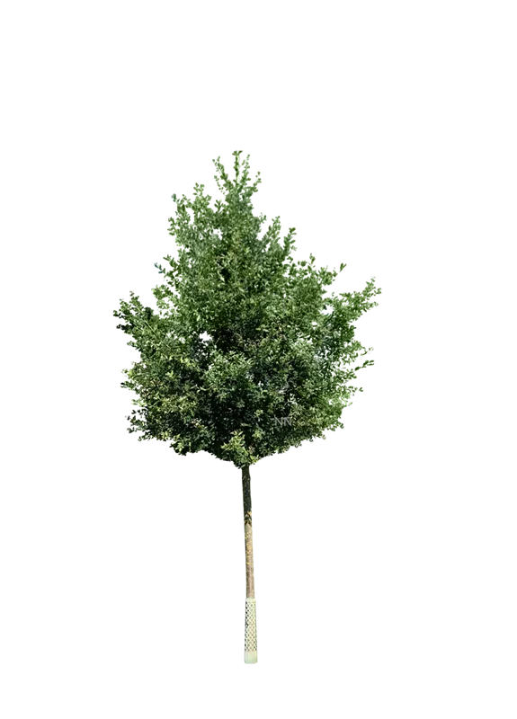 Quercus petraea