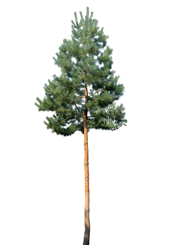 Pinus sylvestris