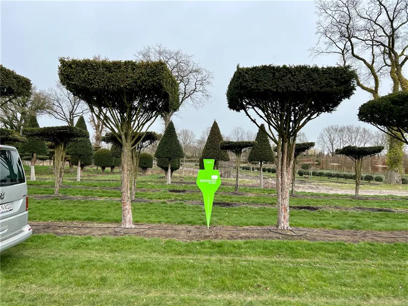 Taxus baccata
